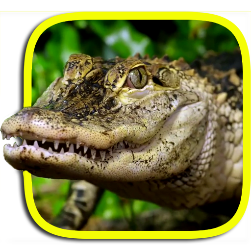 Crocodile Live Wallpaper 5.0 Icon