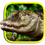 Cover Image of Tải xuống Crocodile Live Wallpaper  APK