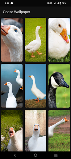 Goose Wallpaper Screen 3