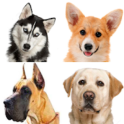 Dogs - photo quiz for dog lovers