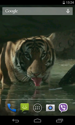 Tiger Video Live Wallpaper Screen 2