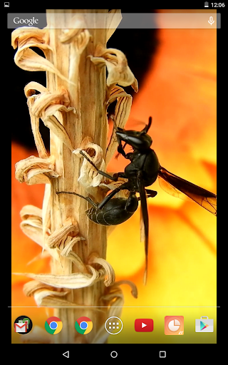 Hardworking Bee Video Live Wal