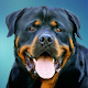 Rottweilers Dog Wallpapers and Backgrounds  Download on Windows