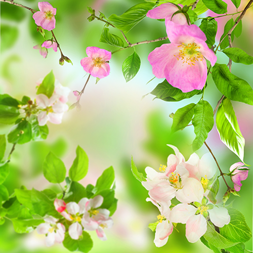 Gentle Flowers Live Wallpaper  Icon