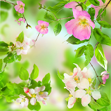 Gentle Flowers Live Wallpaper icon