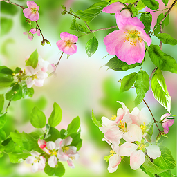 תמונת סמל Gentle Flowers Live Wallpaper