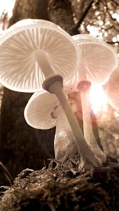 Mushroom Wallpaper HD