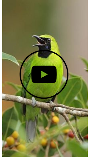 Android application suara pikat burung ampuh screenshort