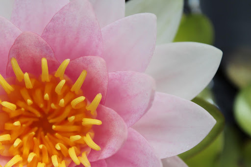 Water Lily Wallpapers HD