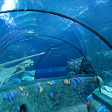 aquarium live wallpaper icon