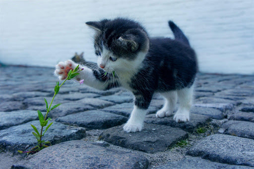 Android application Kittens - Jigsaw Puzzles screenshort