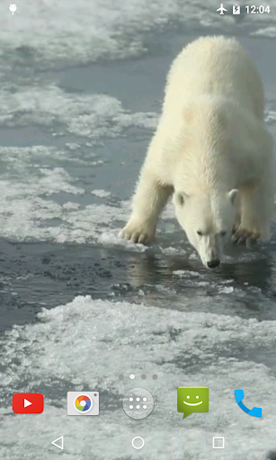 Polar Bear Video Wallpaper Screen 2