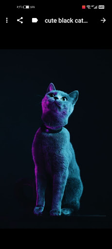 cute black cat wallpapers