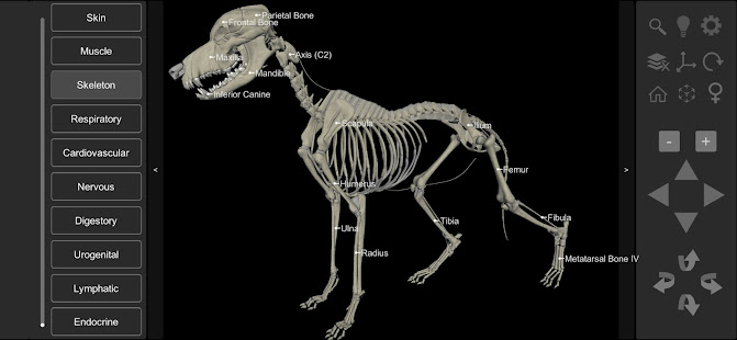 3D Dog Anatomy