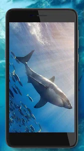 Sharks HD Wallpaper