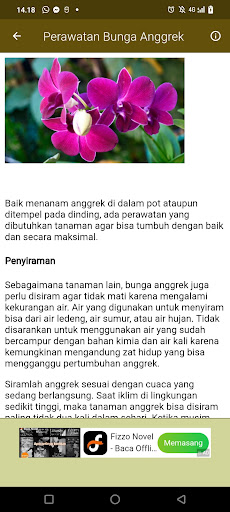 Ide Merawat Tanaman Bunga