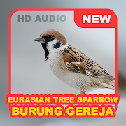 Eurasian Tree Sparrow Bird Sound (Burung Gereja)