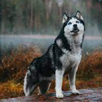 Cover Image of Download Husky wallpapers - new huskys images 2 APK