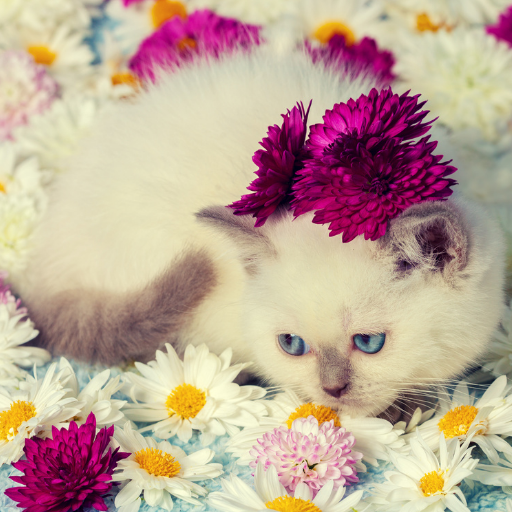 Siamese Cats Stickers