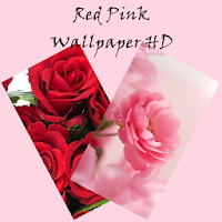 Red Pink Rose Wallpaper HD Flower Background