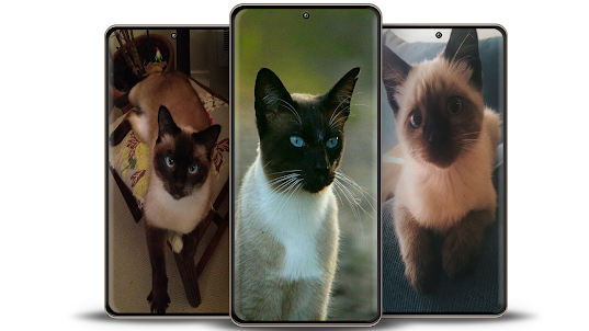 Siamese Cat Wallpapers