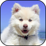 Cute dogs wallpapers icon