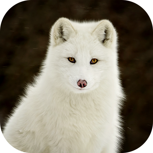 Download Arctic Fox Wallpaper 12(12).apk for Android 