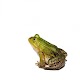 Frog Ribbit Sound Download on Windows