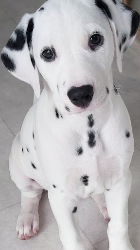 Dalmatian Screen 3
