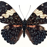 Moth Themes icon