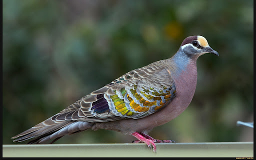 Pigeon Wallpaper HD Screen 2