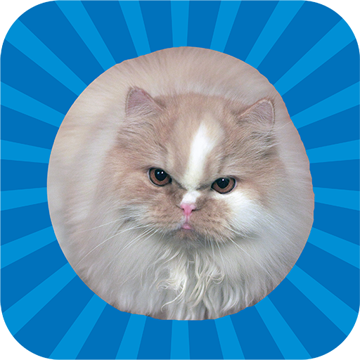 Jumping Cat - touch and tap