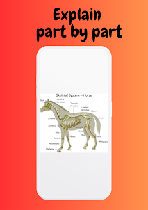 Horse Anatomy - 3D Horse