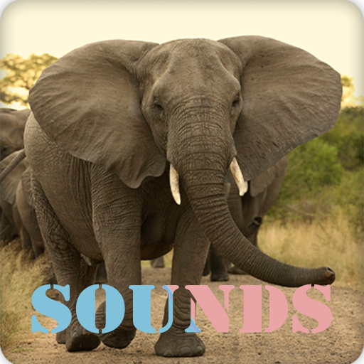 Elephant Sound Ringtones Download on Windows