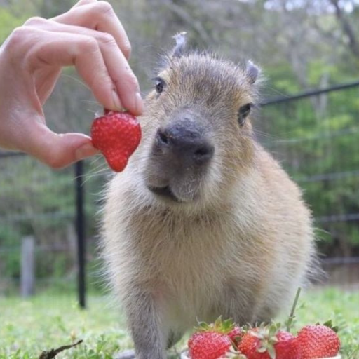 capybara wallpapers HD logo