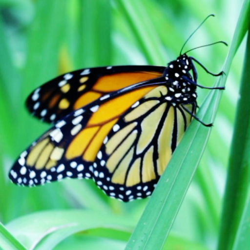Butterfly Live Wallpaper logo