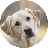 Labrador retriever Wallpaper icon