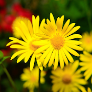 Fondos de Pantalla de Flores