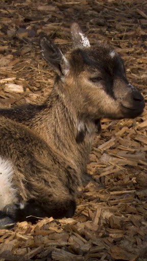 Android application baby goat wallpaper screenshort