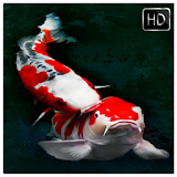 Koi Fish Wallpaper HD icon