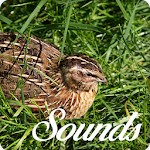 Cover Image of डाउनलोड Quail Bird Call Sounds and Ringtone Audio 5.0.0 APK