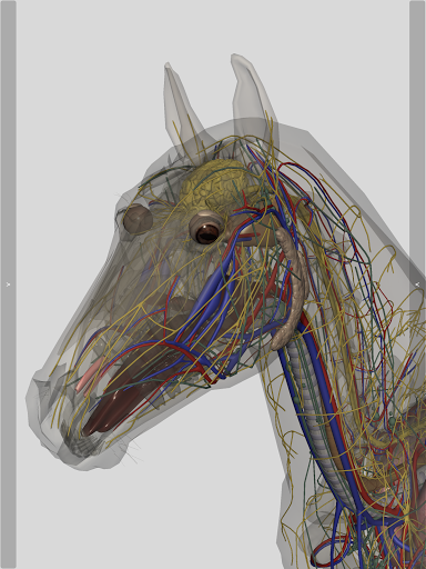 3D Horse Anatomy screenshot 18