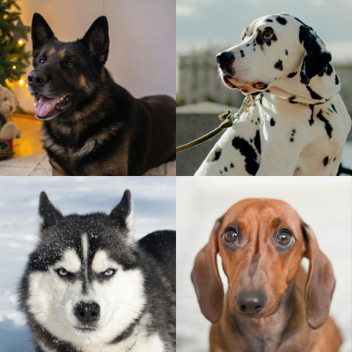 Dog breed trivia