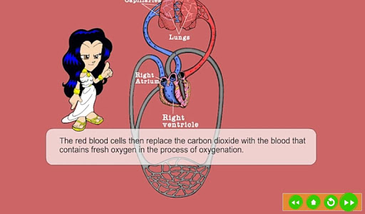 Circulatory System Screen 2