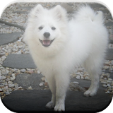 American Eskimo Dog Game icon
