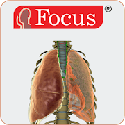 Lungs - Digital Anatomy Atlas