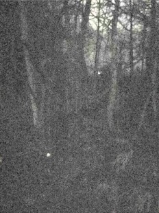 Ferret Night Camera Screenshot