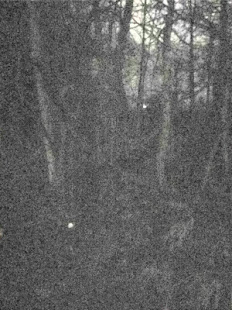 Ferret Night Camera