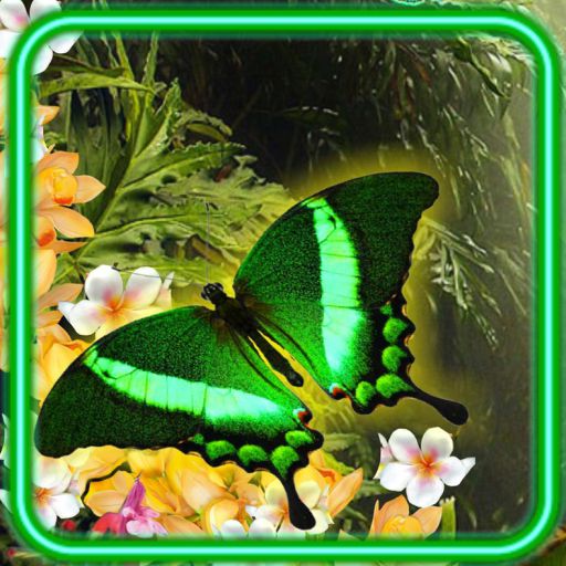 Butterflies Tropical