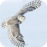 Snowy owl. Live wallpapers icon